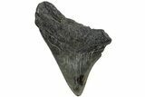 Partial Megalodon Tooth #194074-1